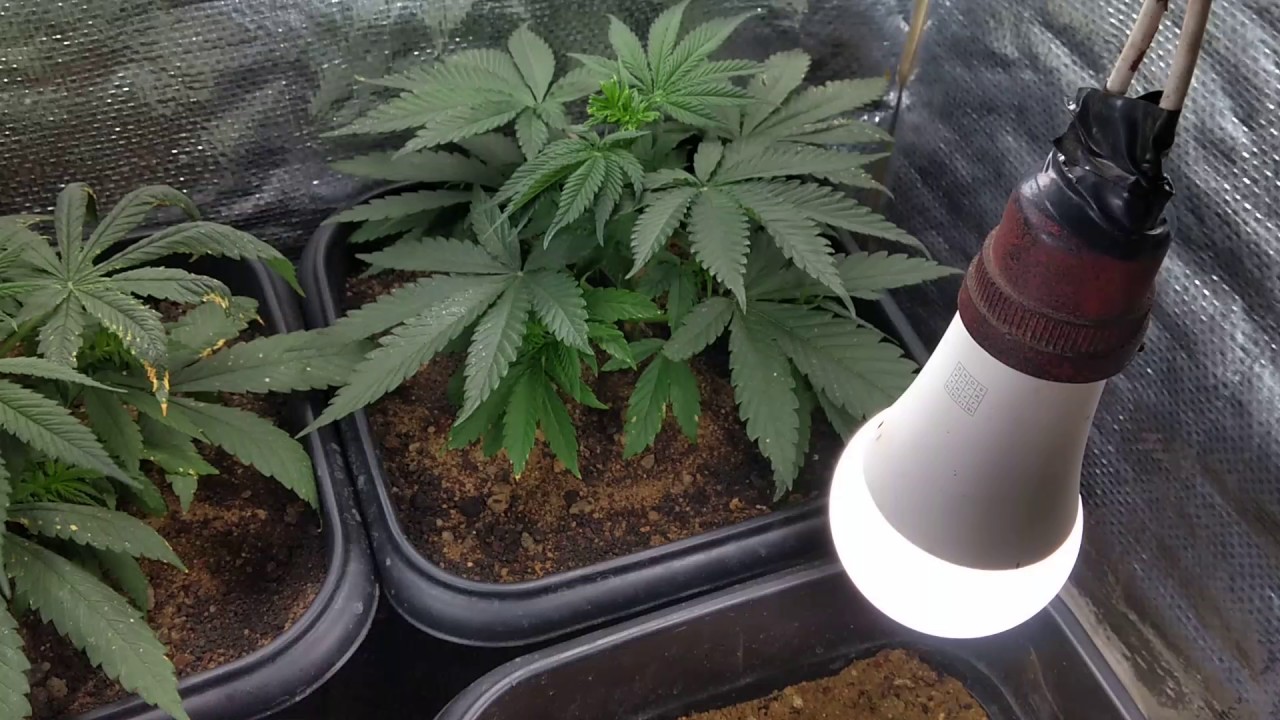 Watch Now cannabis cultivo indor lampada led 35w cannabis cultivo indor lampada led 35w