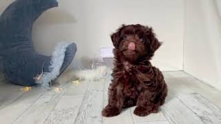 ハーフ犬の動画01