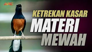 MURAI BATU GACOR TEMBAKAN JELAS ISIAN PANJANG AMPUH BUAT PANCINGAN