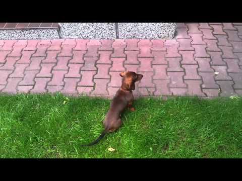 Jamnik miniaturtowy z hodowli ArisFCI  / Dachshund - szczekanie