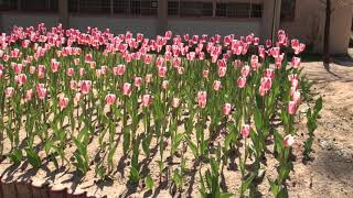 God be with you till we meet again - Patti Page