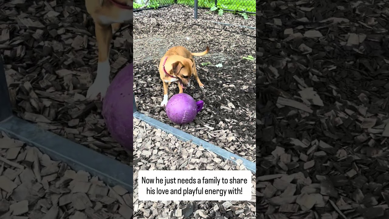 French Fry, a ADOPTABLE mixed breed in Accident, MD video 3/6