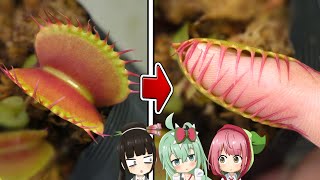 食虫植物に噛まれると痛い ハエトリソウに噛まれてみた 食虫植物tv موقع ويب حيث يمكنك مشاهدة مقاطع فيديو موسيقية مجانية