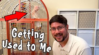 Helping Pink Cockatoo Get Used to Me!