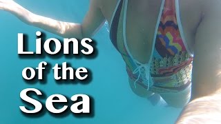SWIMMING WITH SEA LIONS -[53]- Sailing with a Purpose