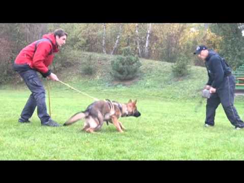 Diger Levemar - protection 10/2015