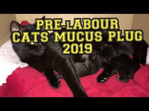 ACTUALLY FOOTAGE-OF CATS MUCUS PLUG