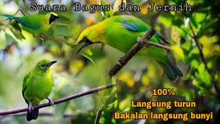 Download lagu Mp3 Pikat Cucak Ranting Ribut Paling Ampuh mp3 Download lagu Mp3 Pikat Cucak Ranting Ribut Paling Ampuh mp3