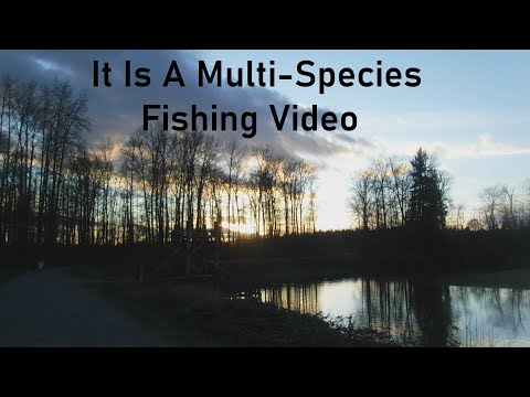 It Is A Multi-Species  Fishing Video