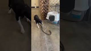 Video preview image #1 American Staffordshire Terrier-Unknown Mix Puppy For Sale in Westwood, NJ, USA