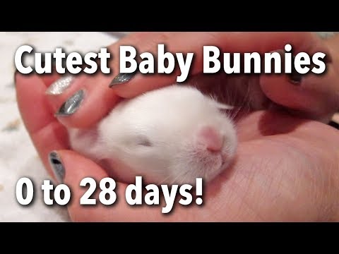 The Cutest Baby Bunnies - Newborn to 28 Days!