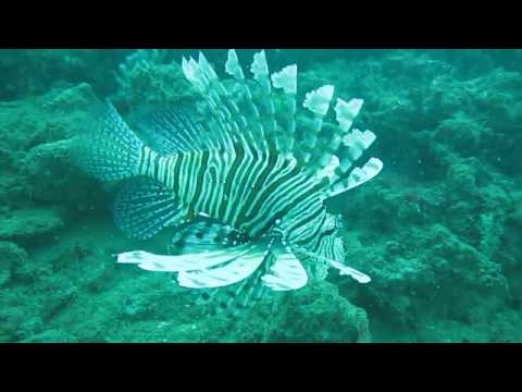 Sooooo many fish! and lionfish! Scuba diving Negombo sri lanka