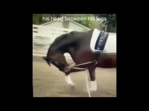 Dr. Cesar Parra dressage normalizing ****!