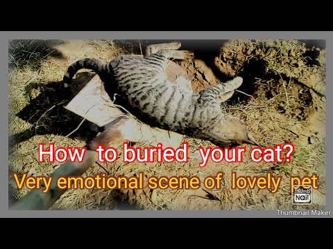 How to buried your lovely pets, cats, dogs etc.