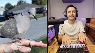 Download lagu The Kiffness - Handsome Dove (Singing Dove Amapiano REMIX) mp3