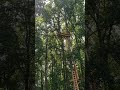 6 year old does the Go ape monkey drop