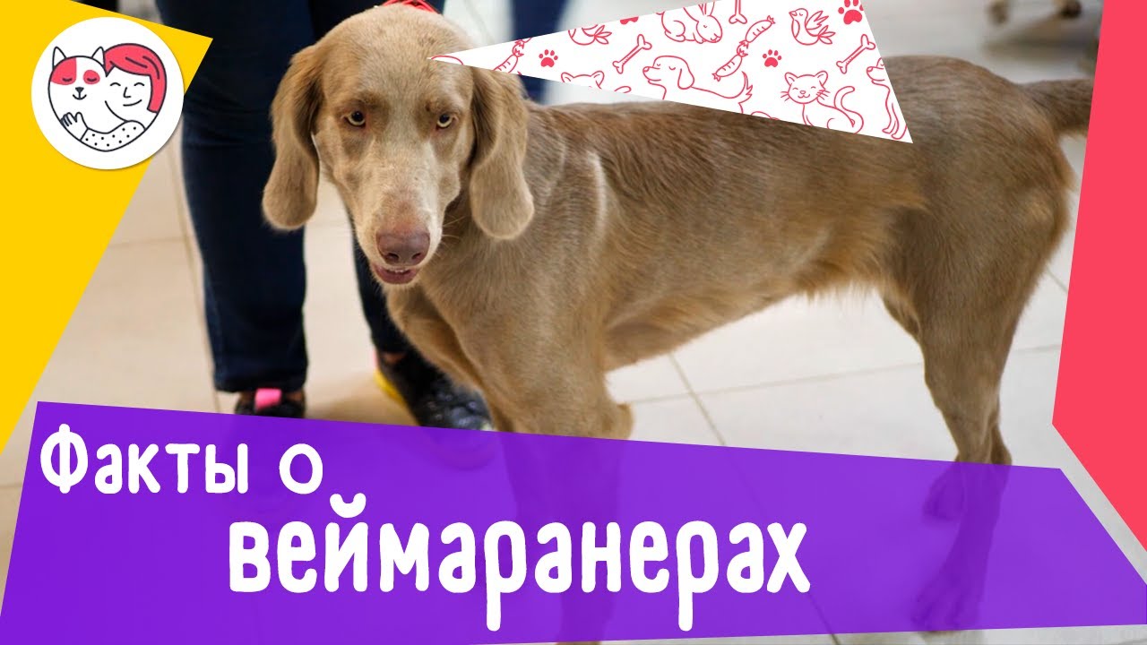 5 интересных фактов о веймаранерах