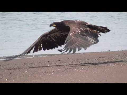 Eagle takeoff