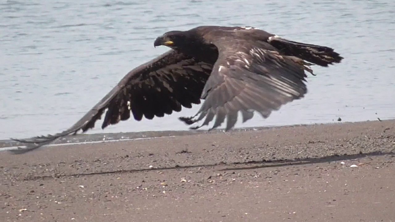 Eagle takeoff