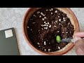 Dobera Glabra Garas ضبر أجرد Somali Tree