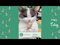 Tiktok Cat 🐱 Cutest And Funniest CAT 🐱 Funny Animal Compilation 2019 | Hey Cutesy #4