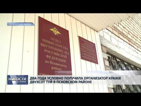 20.02.2018 # Два года условно получила организатор кражи туй в Псковском районе