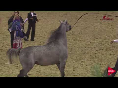 N175 GHAZI AL NASSER - 2019 Al Shaqab Arabian Horse Show Festival - 4-6 years old stallions (cla...