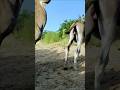 Trending Short Video Animals Donkey Lovers Viral Short