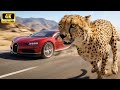 Cheetah Vs Car Bugatti Chiron The Ultimate Speed Battle