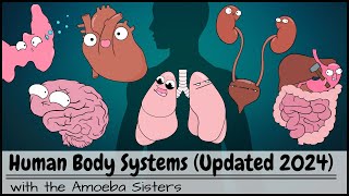Human Body Systems Overview (Updated 2024)