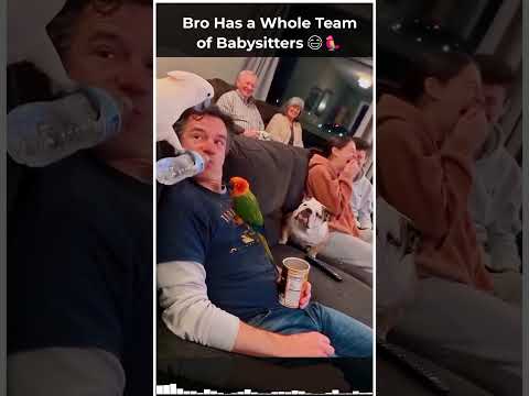 Bro Has a Whole Team of Babysitters 😂🦜
