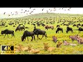 4K African Wildlife The World S Greatest Migration From Tanzania To Kenya With Real Sounds