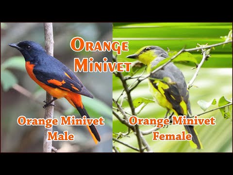 Pestrec ohnivý (Pericrocotus flammeus) — správanie a biotop