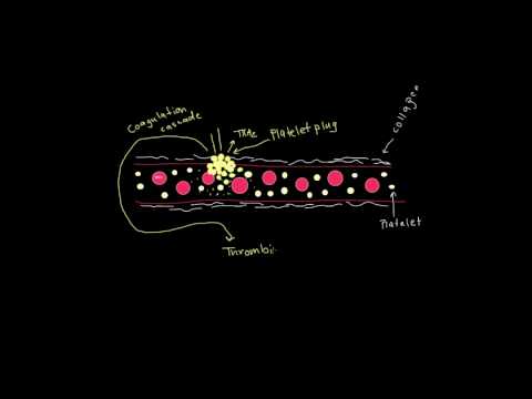 Formation of a fibrin clot - YouTube