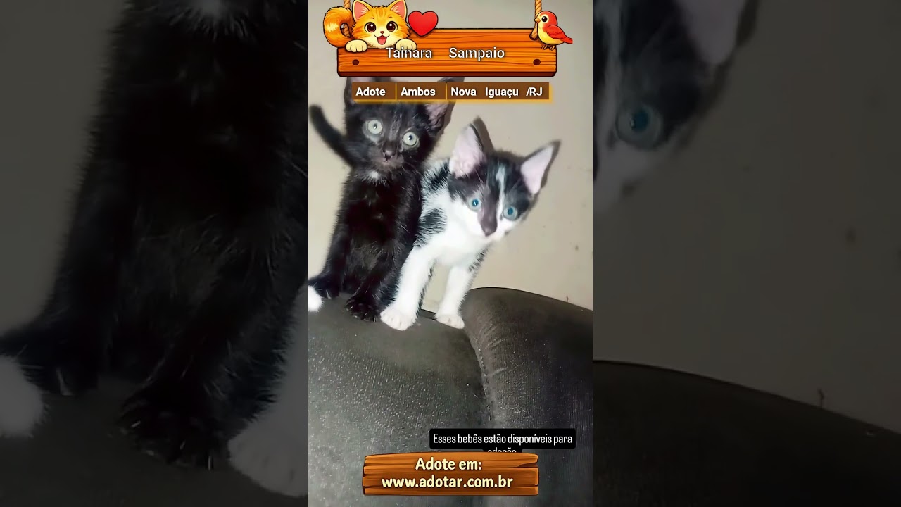 Gato raça SRD-ViraLata idade 2 a 6 meses nome Luna e filhotes 