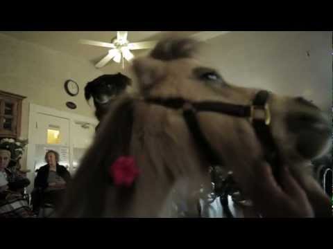 DEFINITELY Not a Harlem Shake Video