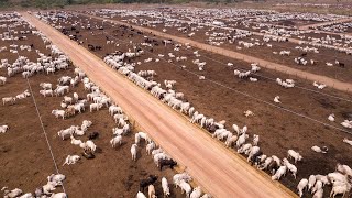 24,7 Million Cattle In Australia Are Raised This Way - Australia Farming