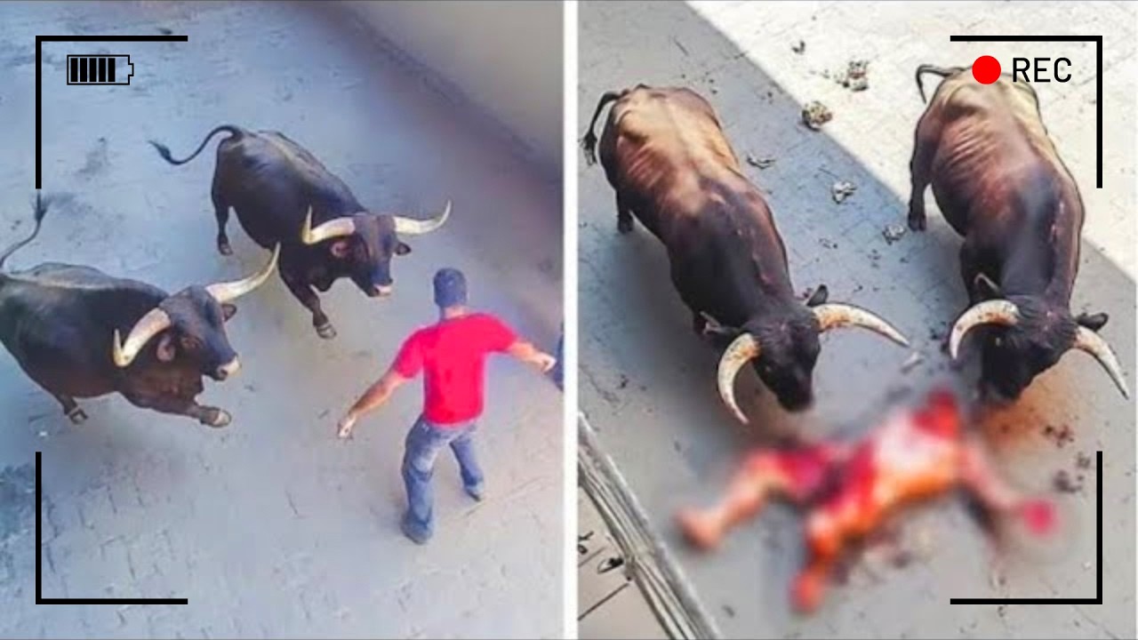 هذا ما يحدث حين يدخل البشر في مواجهة مباشرة مع الحيوانات البرية