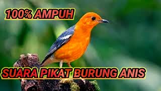 Download lagu pikat burung anis mp3 Download lagu pikat burung anis mp3