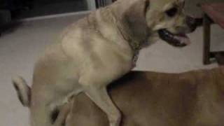 Charlie-Dickey Ride.wmv