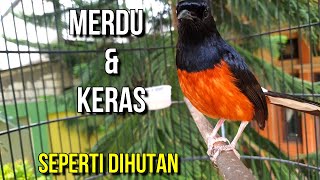 Download lagu DIJAMIN LANGSUNG NYAUT dan IKUT GACOR dengan suara khas murai batu ini mp3