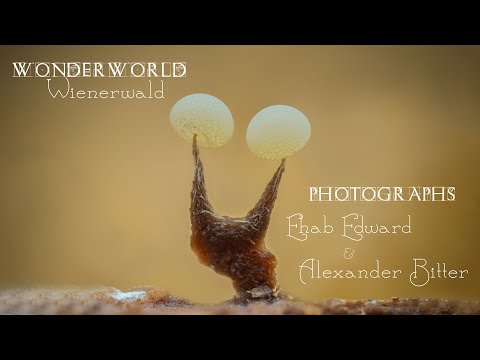 Ehab Edward & Alexander Bitter - Wonderworld Wienerwald 2024