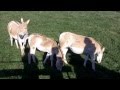Persian Onagers