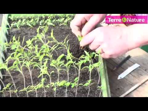 download lagu mp3 mp4 Quand Repiquer Les Tomates, download lagu Quand Repiquer Les Tomates gratis, unduh video klip Quand Repiquer Les Tomates