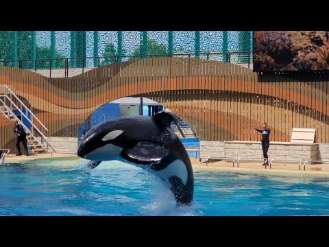 Orca Encounter (Full Show) - Seaworld Orlando - June 15 2025