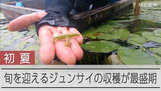 広がる沼に進む小舟 初夏の味覚「ジュンサイ」の収穫が最盛期
