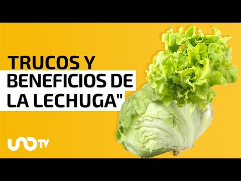 Recomendaciones para que la lechuga no se descomponga rápido