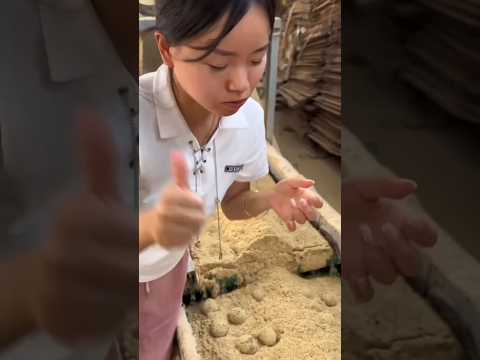 Potato or Fruit? Uncle’s Funny Mistake! #tending #facts #funny #california #viral