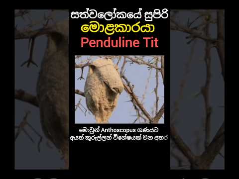 The brainiac of the animal world Penduline Tit #trending #shortfeed #viral