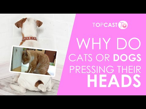 WHY do your pet PRESSING their HEAD against wall?